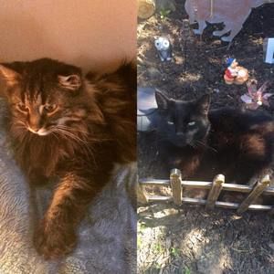 Meet your Posher, Joy